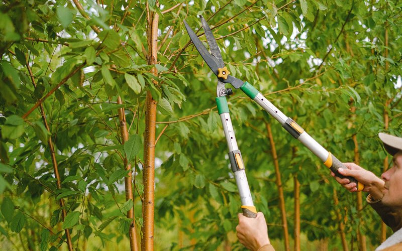 Tree trimming in Crestwood, KY